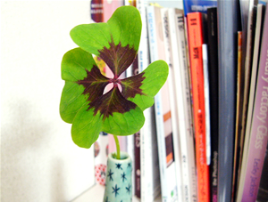 clover.jpg